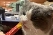 娱乐吃瓜喵喵喵,揭秘娱乐圈那些不为人知的幕后故事